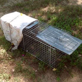 Cute Raccoons, Peaches, Sweet Corn, Mulberry Trees, and Reality Image